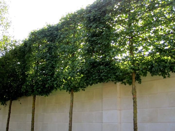 A pleached hedge trained flat along a rendered wall, freshly clipped.