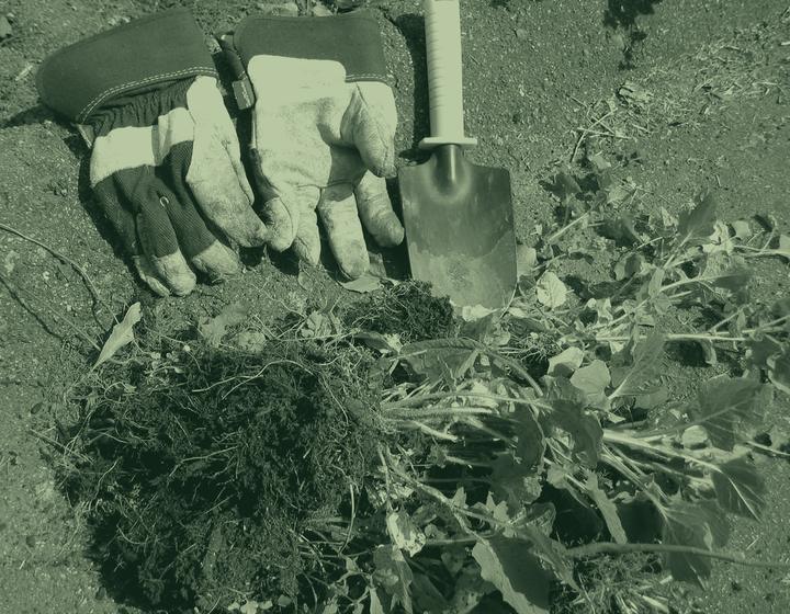 Gardening gloves and a trowel beside a freshly pulled weed, in green duotone.
