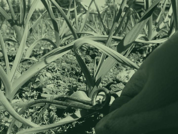 Gloved hands weeding between rows in a vegetable bed, in green duotone.
