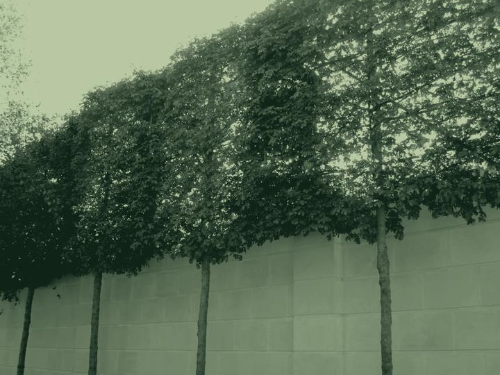 A clipped hedge trained along a wall, in green duotone.