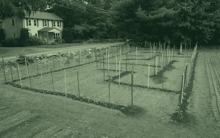 Rows of young staked trees in a field, in green duotone.