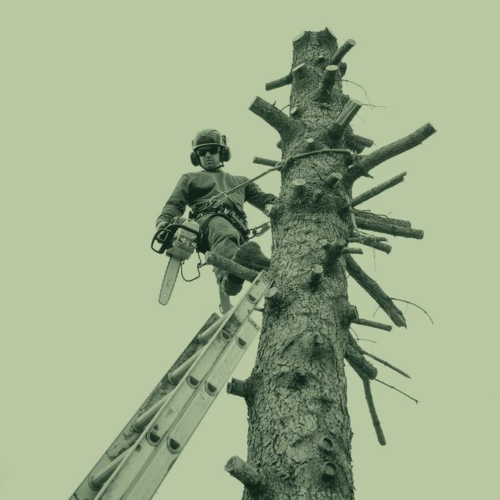 A tree surgeon on a ladder cutting back the limbs of a tall trunk, in green duotone.