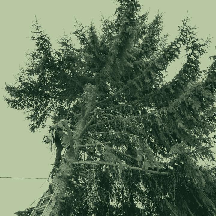 A climber working in the canopy of a conifer, in green duotone.